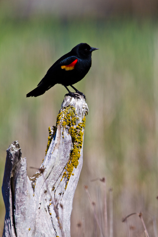 Red-Winged Blackbird